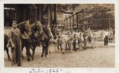 horses & donkeys